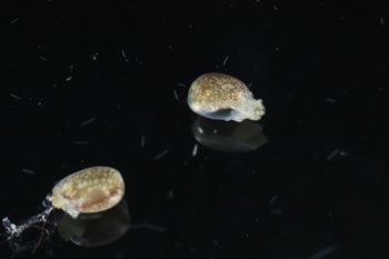 Media type: image;   Malacology 393728 Description: live specimen;